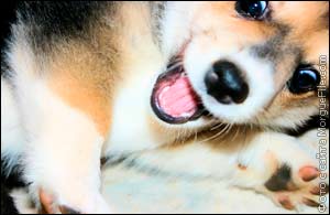 Toy Terrier - dinți (cum să curăță și cum să aibă grijă de ei)