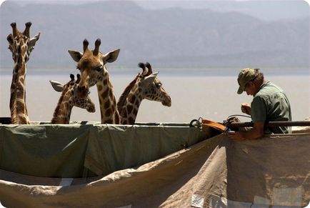 Transportul girafei (6 fotografii)