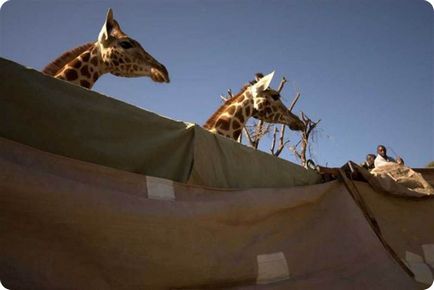 Transportul girafei (6 fotografii)