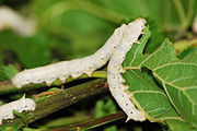 Mulberry de viermi de mătase