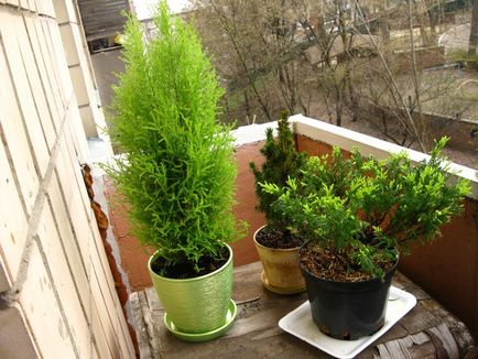 Thuja az erkélyen télen fagyálló növények erkélyen