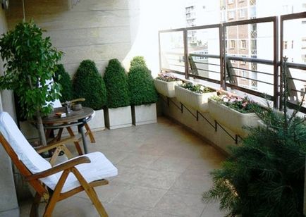 Thuja az erkélyen télen fagyálló növények erkélyen