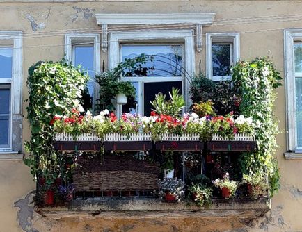 Thuya pe balcon în iarna îngheț-rezistente la plante pentru balcon