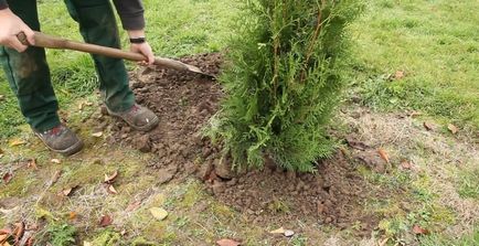 Tuya Western Danica - trăsături de plantare și îngrijire