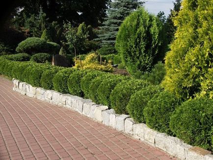 Thuja western danica - aterizare și îngrijire, descriere, fotografie de thuja globulară în design peisagistic, video