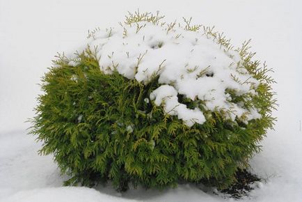 Thuja western danica - aterizare și îngrijire, descriere, fotografie de thuja globulară în design peisagistic, video