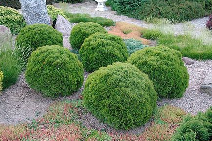 Thuja western danica - aterizare și îngrijire, descriere, fotografie de thuja globulară în design peisagistic, video