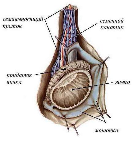 Un testicul solid, de ce un ou este mai greu decât celălalt, care este sigiliul din ou