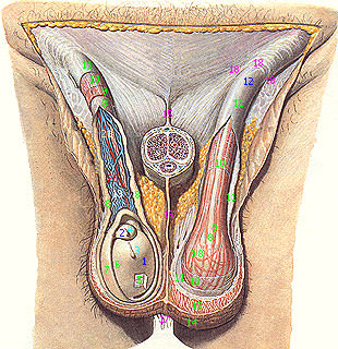Desenul durerii în testicule, dacă un bărbat are testicule umflate, durere sub ouă