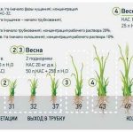 Instrucțiuni de utilizare a îngrășământului kas și aplicarea sistemului 32 în culturile vegetale și normele