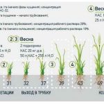 Добриво кас спосіб застосування і система 32 застосування на овочевих культурах і норми