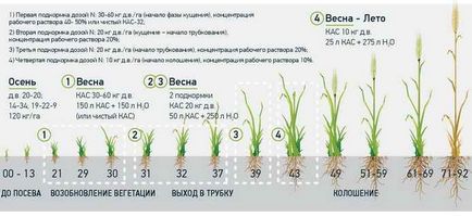 Instrucțiuni de utilizare a îngrășământului kas și aplicarea sistemului 32 în culturile vegetale și normele