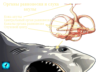 27. lecke osztálya porcos halak (keringés kétkamarás) 27. lecke osztálya porcoshalakkal
