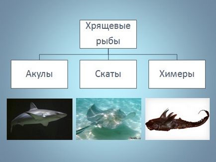 Lecția 27 de pești cartilaginoși de clasă