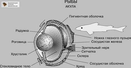 Урок 27 клас хрящові риби