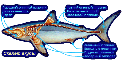 Урок 27 клас хрящові риби