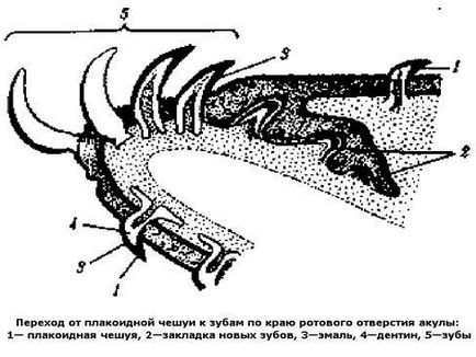 Урок 27 клас хрящові риби