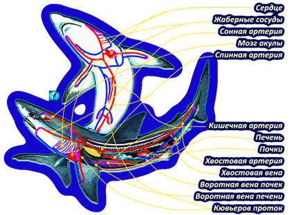 Урок 27 клас хрящові риби