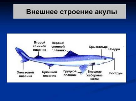 Урок 27 клас хрящові риби