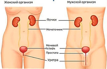 Уролог - медико-діагностичний центр - кам'яна квітка - Сисерть