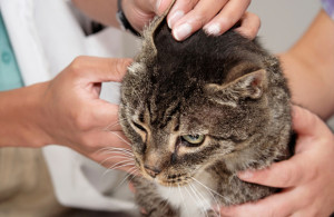 Вушний кліщ у кішок - симптоми, лікування в домашніх умовах