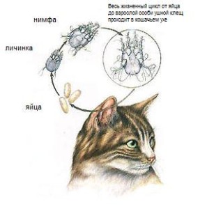 Acarianul urechii la pisici - simptome, tratament la domiciliu