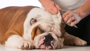 Fül atka fertőzés kutyáknál az utat, tünetei, megelőzése és kezelése