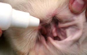 Fül atka fertőzés kutyáknál az utat, tünetei, megelőzése és kezelése