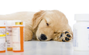 Вушний кліщ у собак шляхи зараження, симптоми, профілактика та лікування