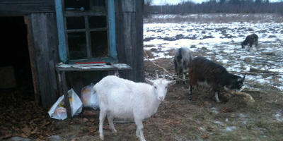 La vecinul pe o țară dacha, asta pentru mine să fac răspunsuri de experți