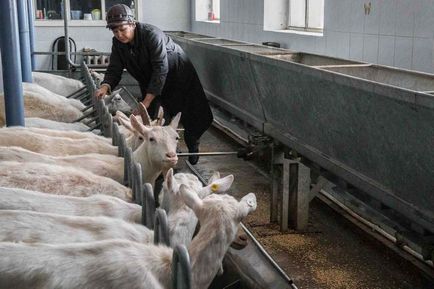 Sikeres mezőgazdasági termelés kecsketej és a termékek, új üzleti ötletek, új gondolatok