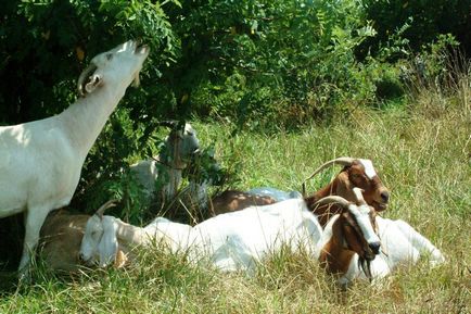 Успішна ферма виробництво козячого молока і продуктів з нього, нові бізнес ідеї, нові ідеї