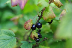 Grijă pentru coacăz negru în toamna tăiere, hrănire, udare, ramuri îndoire