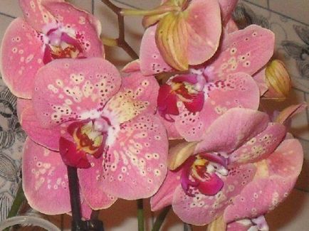 Îngrijiți Phalaenopsis