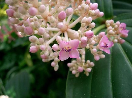 Care Medinilla otthon, a fajta, a virágot a fényképet, különösen a virágzás és a tenyésztés