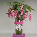 Догляд за Медінілла в домашніх умовах, види квітки з фото, особливості цвітіння та розмноження