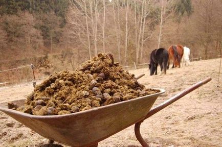 Îngrijirea coacăzului în toamnă după metodele de recoltare și regulile pentru pregătirea tufișului pentru iarnă