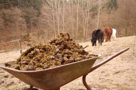 Догляд за смородиною восени після збору врожаю методи і правила підготовки куща до зими