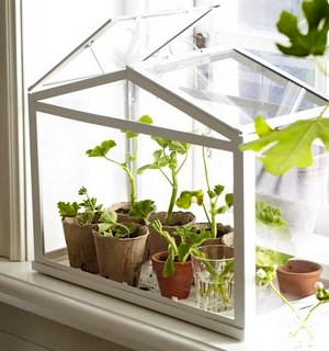 Дізнайтеся, як зробити кімнатну тепличку і парничок для вирощування рослин