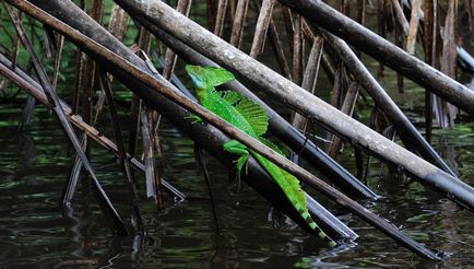 Baziliszkusz - Lizard Jézus Krisztus