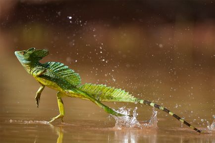 Basilisk - șopârlele lui Isus Cristos