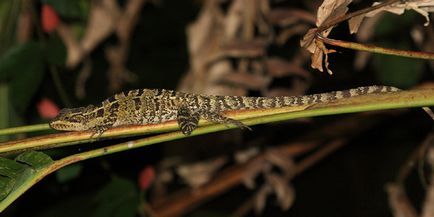 Basilisk - șopârlele lui Isus Cristos