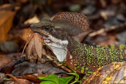 Basilisk - șopârlele lui Isus Cristos