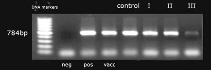 Ветеринарія, орнітобактеріоз і боротьба з ornithobacterium rhinotracheale в м'ясному птахівництві