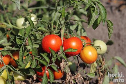 Gorki Academy létre a különböző paradicsom, hogy nem fél a burgonyavész és gyümölcsöt terem októberig