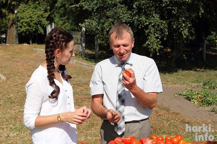 У Горецької академії створили сорт томата, який не боїться фітофторозу і плодоносить до жовтня