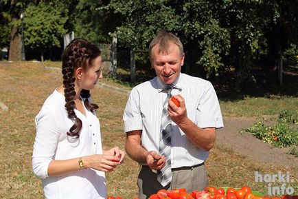 Gorki Academy létre a különböző paradicsom, hogy nem fél a burgonyavész és gyümölcsöt terem októberig