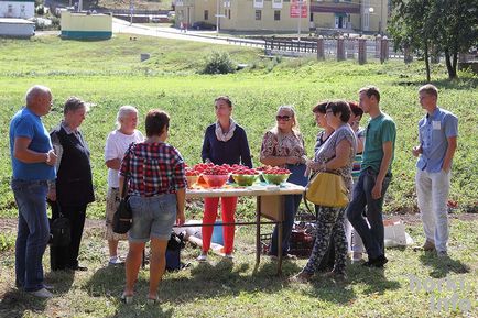 Gorki Academy létre a különböző paradicsom, hogy nem fél a burgonyavész és gyümölcsöt terem októberig