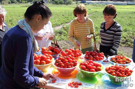У Горецької академії створили сорт томата, який не боїться фітофторозу і плодоносить до жовтня