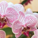 Tipuri și soiuri exotice de orhidee